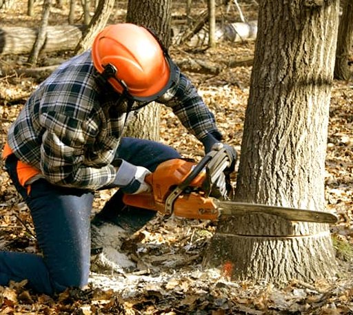 Tree Removal in Bishopville, MD